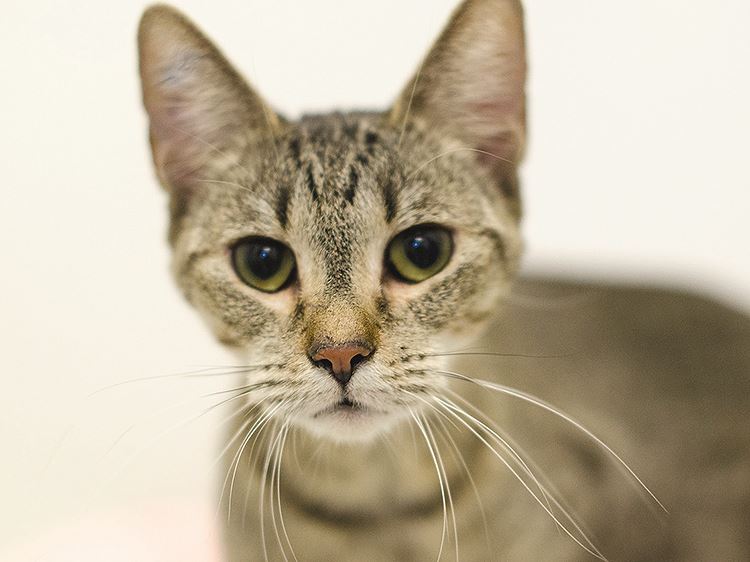 Humane Society 750x562