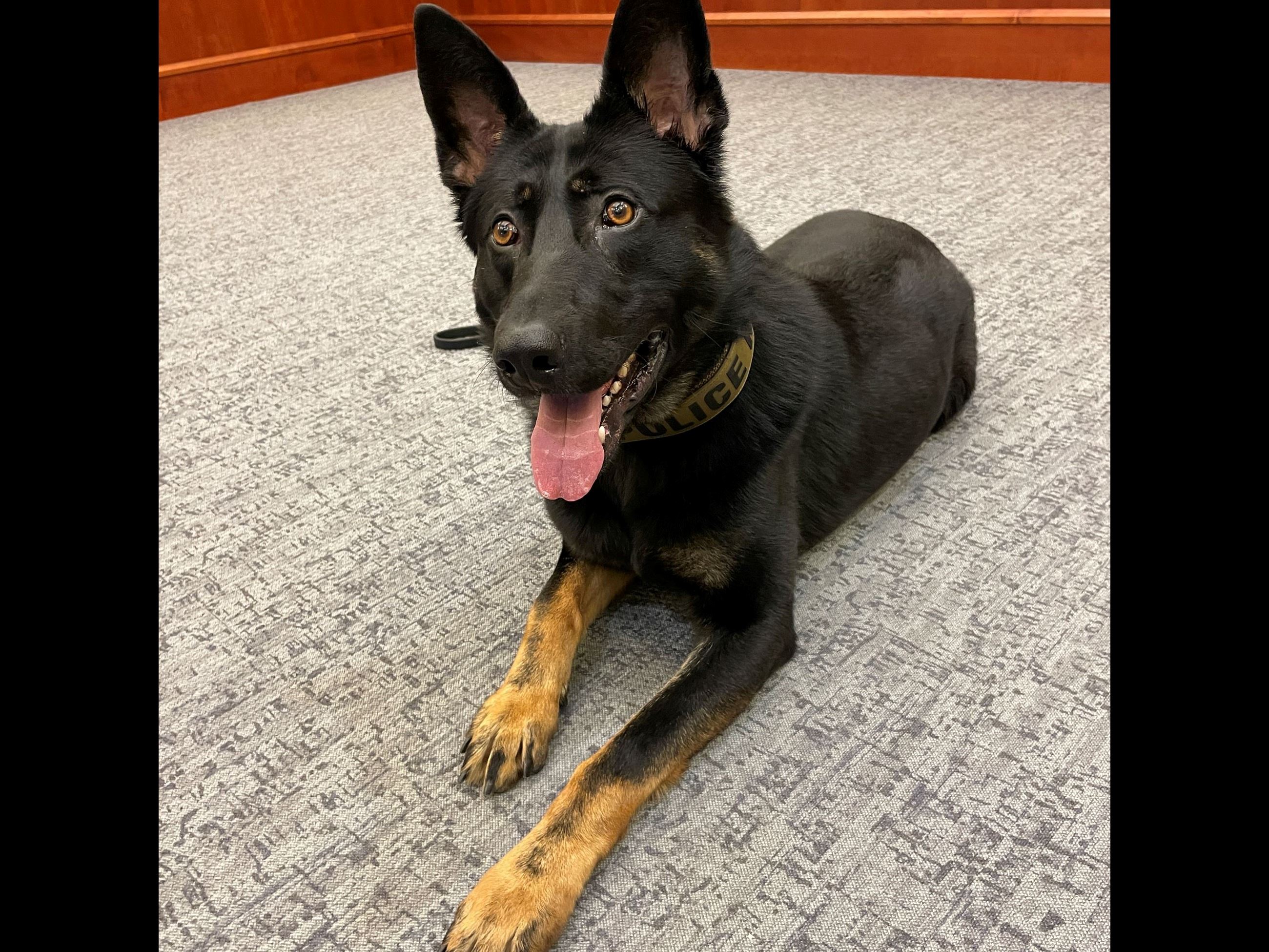K9 Dex Miami Twp Police Dept Jan 2026